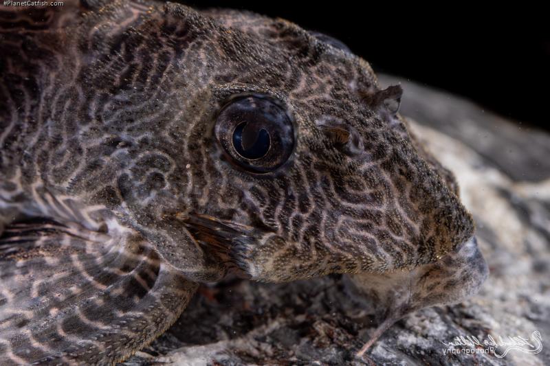 Hypancistrus sp. (L411)