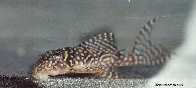Hypancistrus sp. hybrid