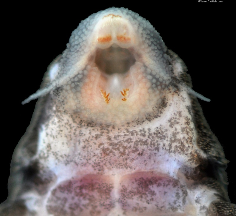 Hypancistrus vandragti