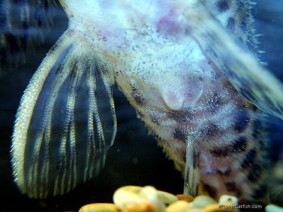 Hypancistrus yudja