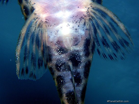 Hypancistrus yudja