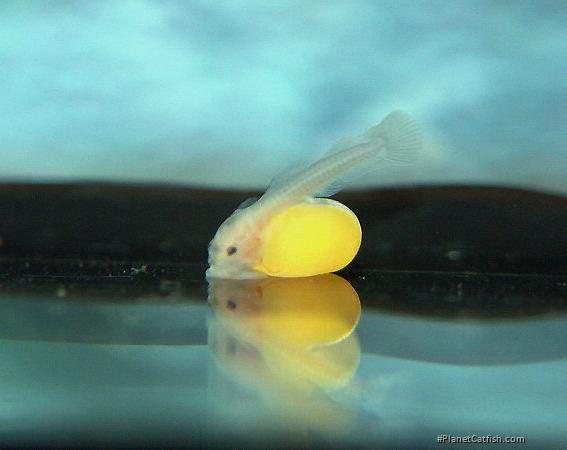 Hypancistrus yudja