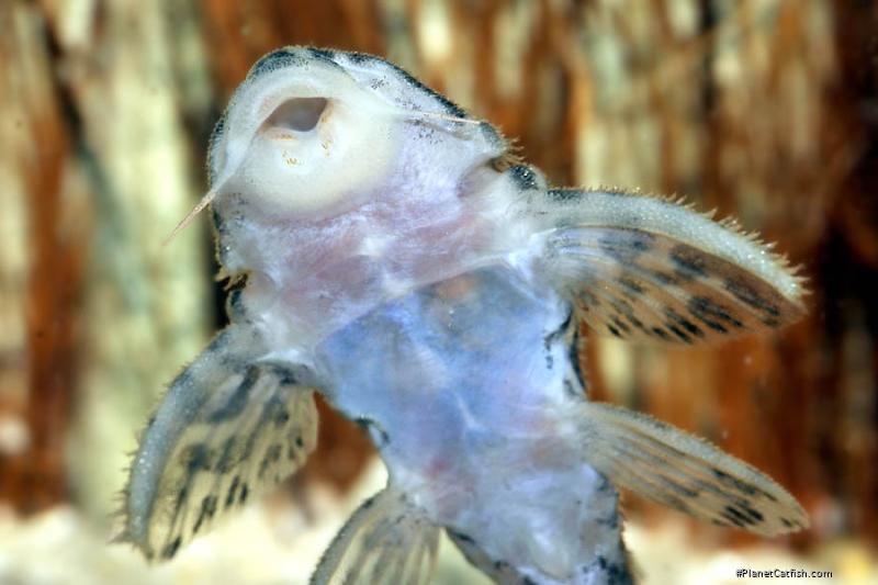 Hypancistrus yudja