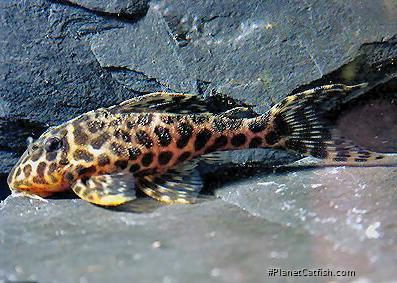 Hypancistrus yudja