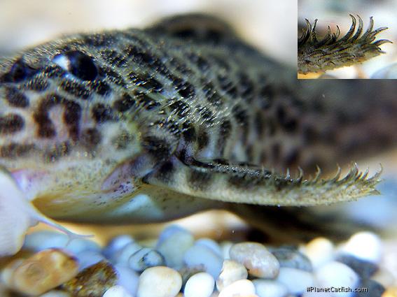 Hypancistrus yudja