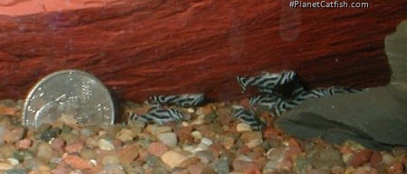 Hypancistrus zebra