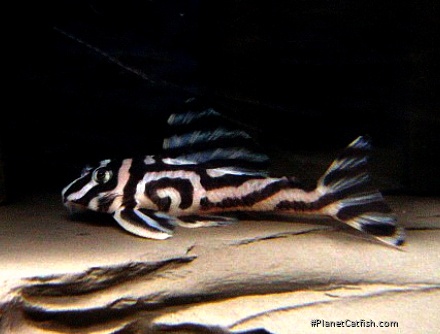 Hypancistrus zebra