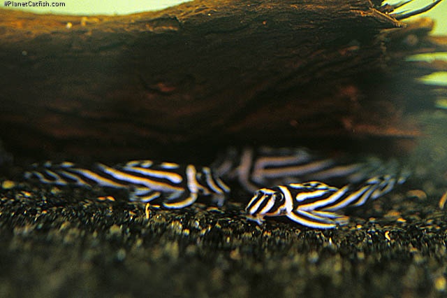 Hypancistrus zebra