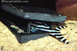 Hypancistrus zebra