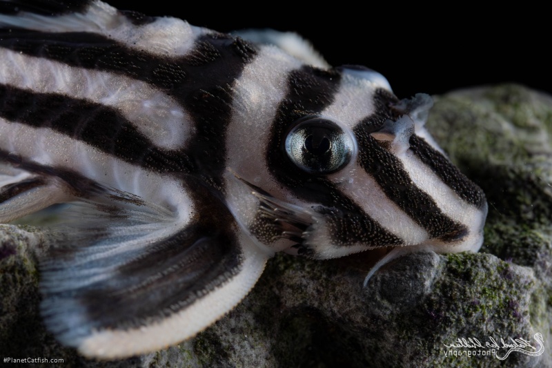 Hypancistrus zebra