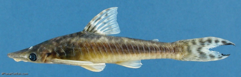 Hypoptopoma gulare