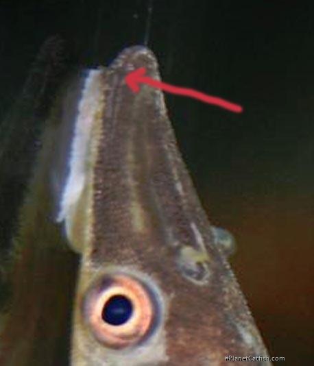 Hypoptopoma inexspectatum