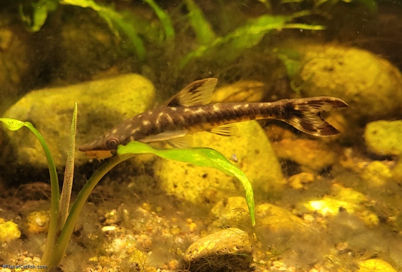 Hypoptopoma sp. (1)