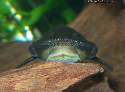 Hypoptopoma sp. (1)