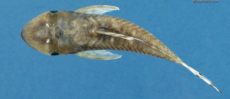 Hypoptopoma steindachneri