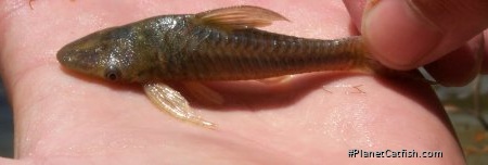 Hypoptopoma thoracatum