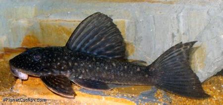 Hypostomus albopunctatus