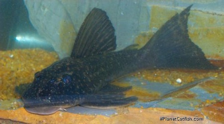 Hypostomus albopunctatus