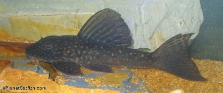 Hypostomus albopunctatus