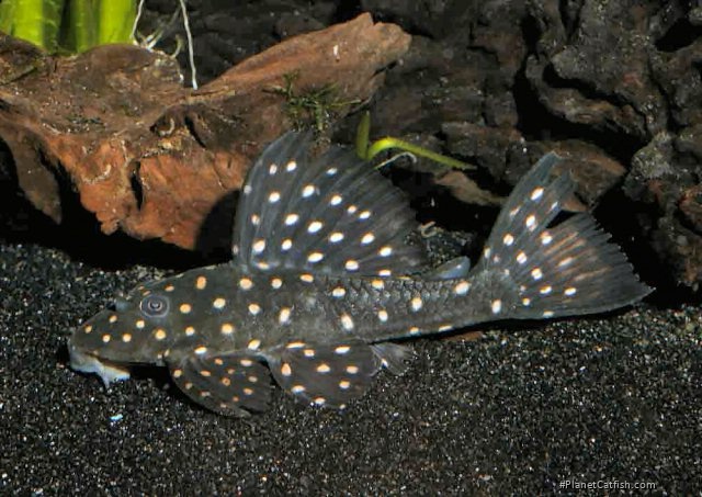 Hypostomus albopunctatus