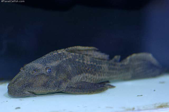 Hypostomus borellii