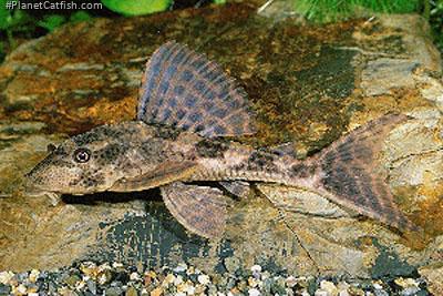 Hypostomus boulengeri