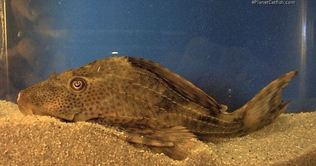 Hypostomus cf. cochliodon
