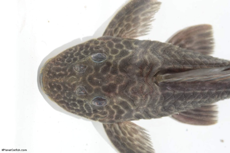 Hypostomus cf. paulinus