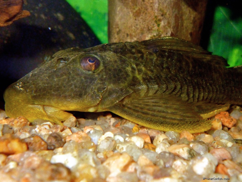 Hypostomus cf. ternetzi