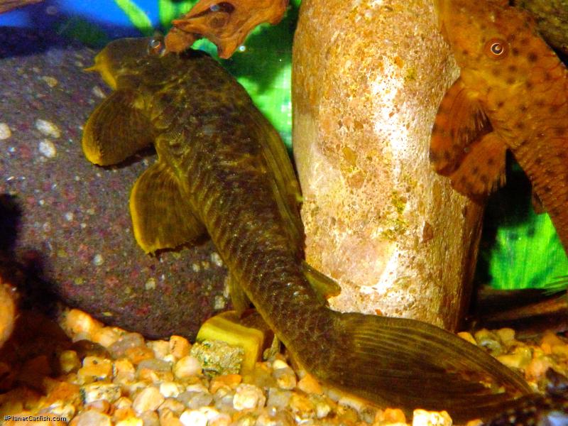 Hypostomus cf. ternetzi