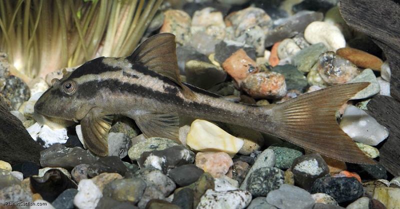 Hypostomus cochliodon