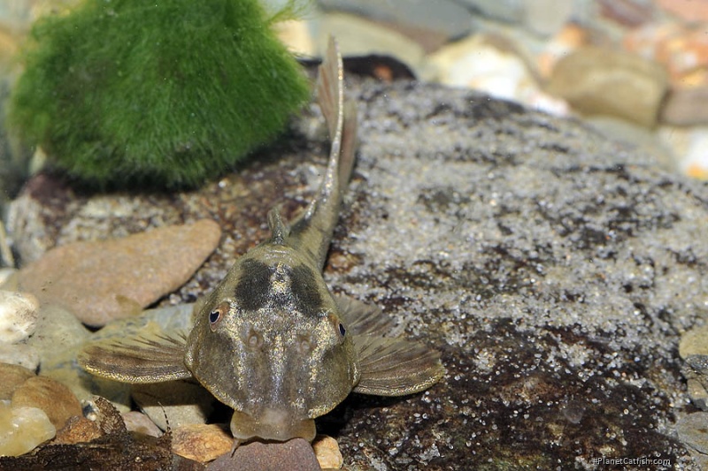 Hypostomus cochliodon