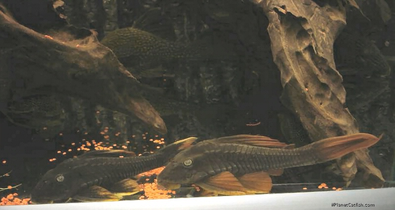 Hypostomus cochliodon