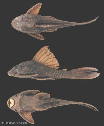 Hypostomus cochliodon