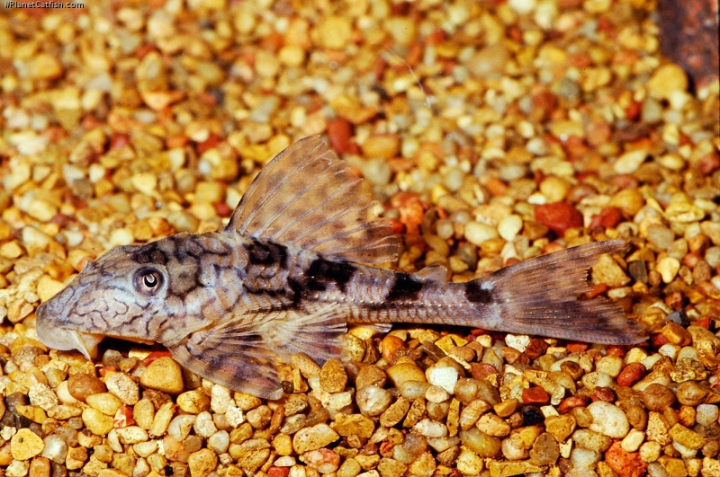 Hypostomus faveolus