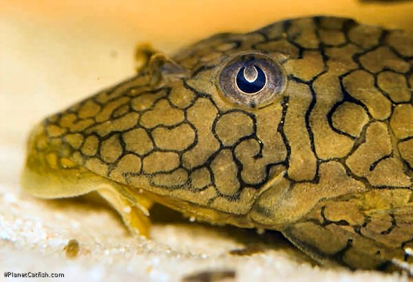 Hypostomus faveolus