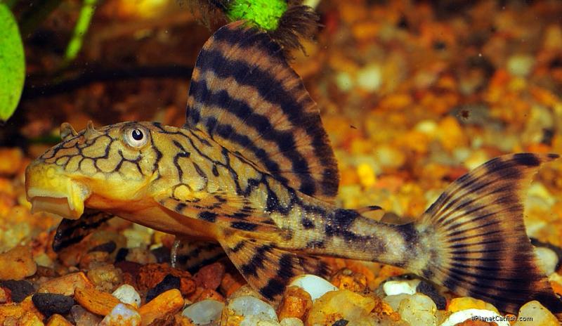 Hypostomus faveolus