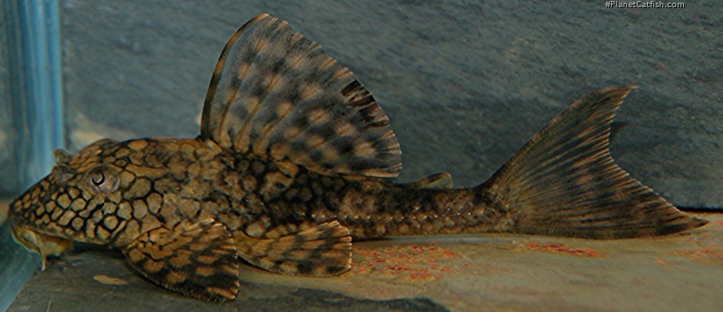 Hypostomus faveolus