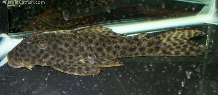 Hypostomus fuscomaculatus