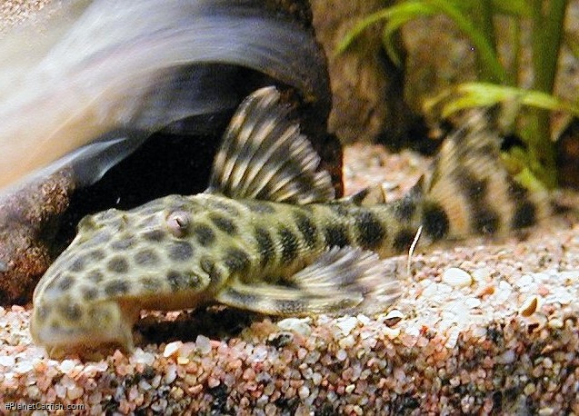 Hypostomus fuscomaculatus