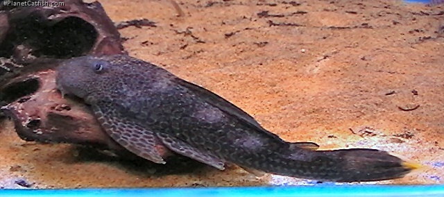 Hypostomus isbrueckeri