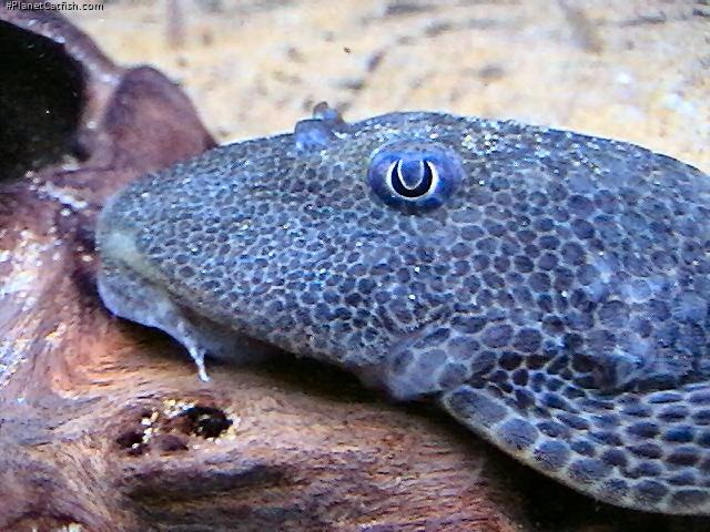 Hypostomus isbrueckeri