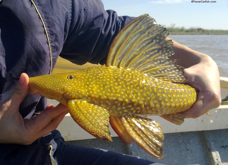 Hypostomus luteomaculatus