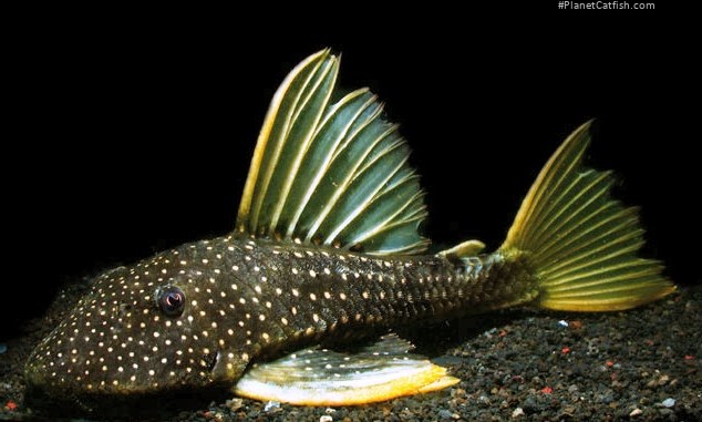 Hypostomus luteus