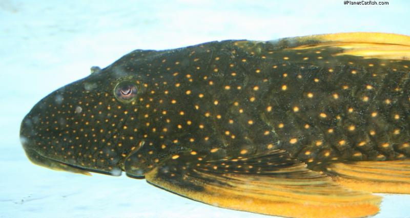 Hypostomus luteus