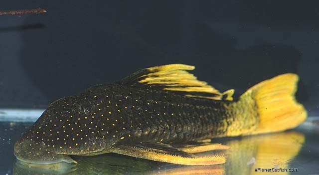 Hypostomus luteus