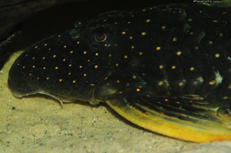 Hypostomus luteus