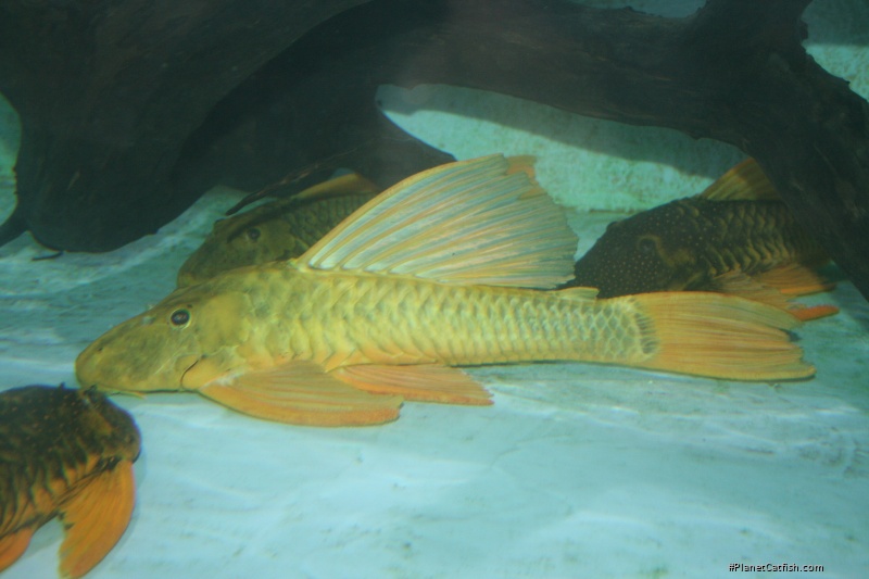 Hypostomus luteus