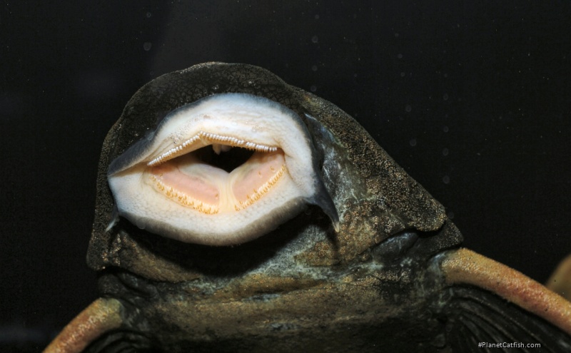 Hypostomus luteus