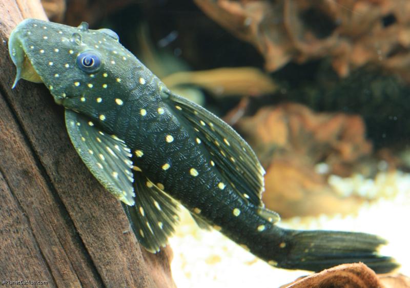 Hypostomus luteus